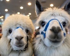 Dolnośląskie Targi Zoologiczne na Tarczyński Arena Wrocław