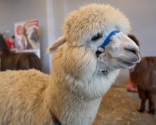 Dolnośląskie Targi Zoologiczne na Tarczyński Arena Wrocław