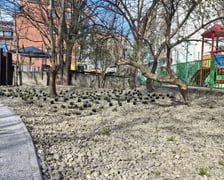 Nasadzenia na skwerach przy ul. Wandy oraz Na Szańcach