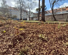 Nasadzenia na skwerach przy ul. Wandy oraz Na Szańcach
