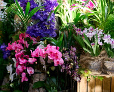 <p>Fantastyczny World Flower Show &ndash; Światowa Wystawa Roślin na Tarczyński Arena 11 i 12 kwietnia</p>