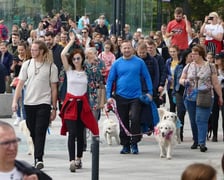 Parada Psów Wrocławskich