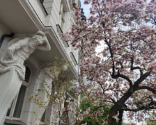 Magnolia przy Podwalu