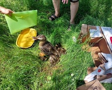 Akcja ratunkowa kaczej rodziny.