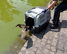 Akcja ratunkowa kaczej rodziny.