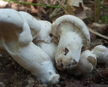 <p><span style="color: #232323; font-family: 'Fira Sans', sans-serif; font-size: 18px;">We Wrocławiu też mamy kilka miejsc na grzybobrzanie, na przykład las Mokrzański.</span></p>