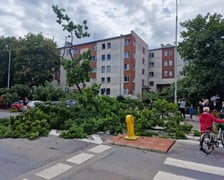 Drzewo, które  spadło na ul. Baciarellego