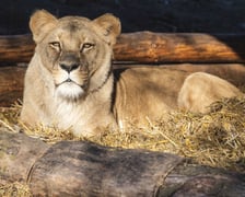 Lwica Okavango na wybiegu w zoo