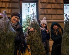 Darmowe choinki trafiły dziś do wrocławian