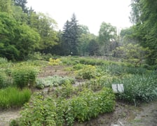 <p>Oprowadzenie po Ogrodzie Roślin Leczniczych UMW (czerwiec, lipiec)</p>