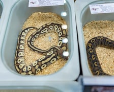 <p>ZooEgzotyka Wrocław w Hali Orbita zebrała w niedzielę 18 lutego tłumy odwiedzających</p>
