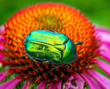 Mieszkańcy łąk i ogrodów Dolnego Śląska. Makrofotografia Marcina Kopija