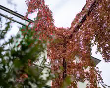 Podpisanie umowy o budowie Palmiarni w Ogrodzie Botanicznym we Wrocławiu