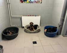 <p>Do adopcji będą cztery szczenięta. Schronisko planuje to ogłosić w drugiej połowie stycznia.</p>