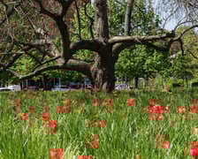 <p>Tulipany na skwerze</p>