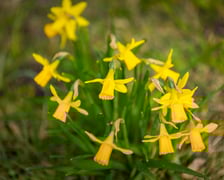 <p>Żonkile&nbsp;</p>