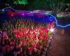 <p>Iluminacje tulipan&oacute;w 2 Ogrodzie Botanicznym 2025</p>