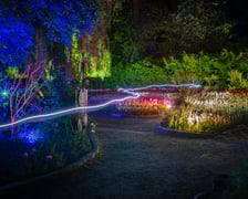 <p>Iluminacje tulipan&oacute;w 2 Ogrodzie Botanicznym 2025</p>