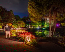 <p>Iluminacje tulipan&oacute;w 2 Ogrodzie Botanicznym 2025</p>