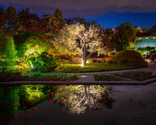 <p>Iluminacje tulipan&oacute;w 2 Ogrodzie Botanicznym 2025</p>
