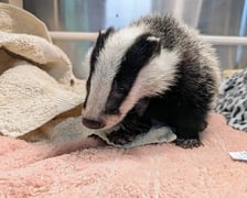 Borsuk pod opieką wrocławskie Ekostraży