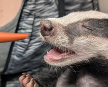 Borsuk pod opieką wrocławskie Ekostraży