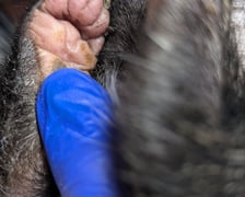 Borsuk pod opieką wrocławskie Ekostraży