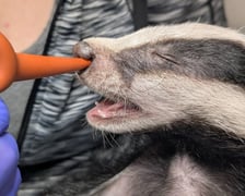 Borsuk pod opieką wrocławskie Ekostraży