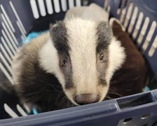 Borsuk pod opieką wrocławskie Ekostraży