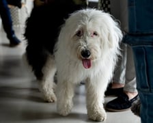 <p>Aplikacja VetApp pomoże wrocławianom, kt&oacute;rzy posiadają zwierzęta</p>