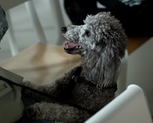 <p>Aplikacja VetApp pomoże wrocławianom, kt&oacute;rzy posiadają zwierzęta</p>