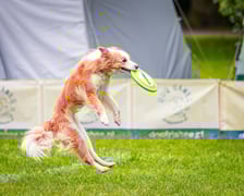 Mistrzostwa Polski Dogfrisbee 2025 - latające psy w parku Południowym