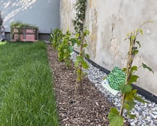 <p>Nowe nasadzenia pod jedną ze ścian</p>