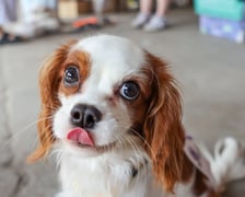 Targi dla zwierzaków na Świebodzkim