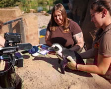 Obrączkowanie pingwinów przylądkowych w ZOO Wrocław