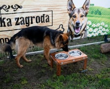 <p>TOZ&nbsp;Schronisko dla Bezdomnych Zwierząt &ndash; otwarcie trzech nowych wybieg&oacute;w</p>