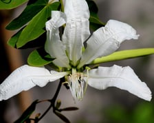 <p>W Ogrodzie Botanicznym UWr we Wrocławiu, wrzesień 2025</p>