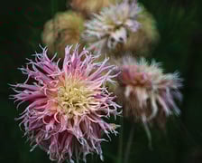 <p>Rośliny w Arboretum Wojsławice, wrzesień 2025</p>