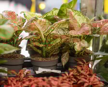 Festiwal Roślin w Czasoprzestrzeni