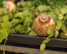 Festiwal Roślin w Czasoprzestrzeni