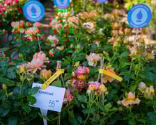 Kiermasz ogrodniczy Pamiętajcie o ogrodach na Partynicach