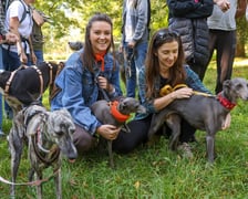 Great Global Greyhound Walk 2025 we Wrocławiu, 28.09.2025 r.