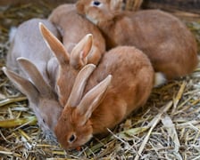 Farma Dyniowa we Wrocławiu