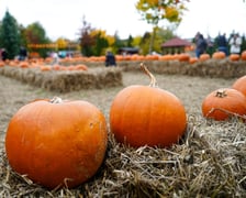 Farma Dyniowa we Wrocławiu