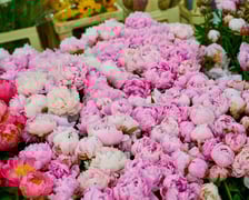 <p>Giełda Kwiatowa we Wrocławiu - oto co na niej dostaniemy</p>