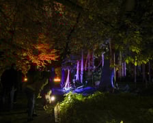 <p>Dyniowe iluminacje w Ogrodzie Botanicznym.</p>