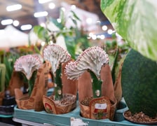 Festiwal Kupuj Świadomie w Czasoprzestrzeni