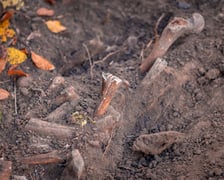 W Ogrodzie Botaniczym odznaleziono na pozostałości dawnego cmentarza