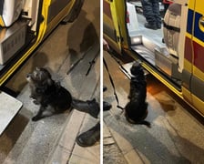 Suczka uratowała swojego pana – wzruszająca historia!