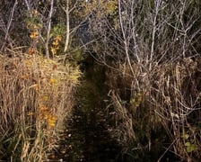 Suczka uratowała swojego pana – wzruszająca historia!